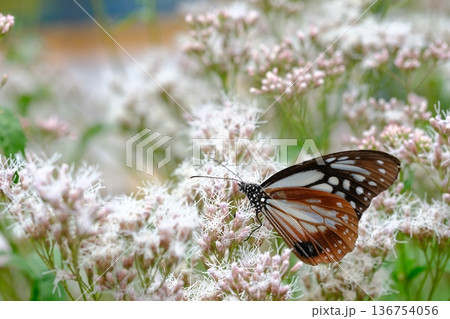 大原野神社のフジバカマとアサギマダラ 136754056