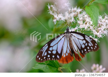 大原野神社のフジバカマとアサギマダラ 136754057