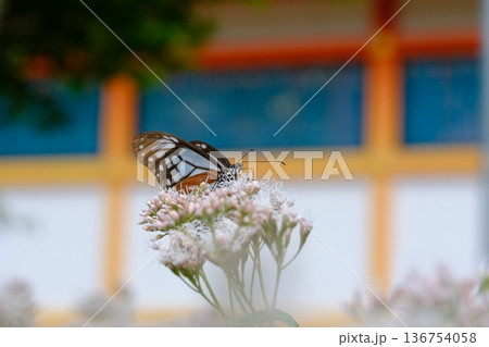 大原野神社のフジバカマとアサギマダラ 136754058