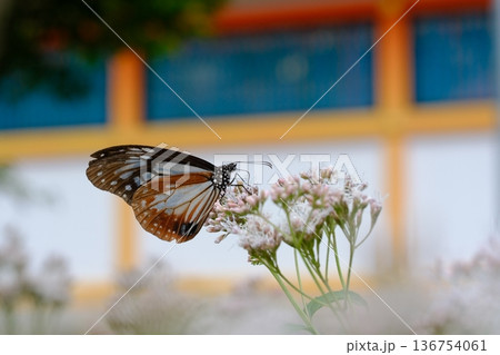 大原野神社のフジバカマとアサギマダラ 136754061