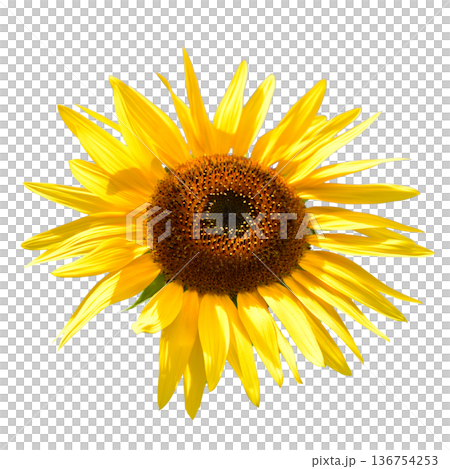 Sunflower flower Sunflower flower 136754253