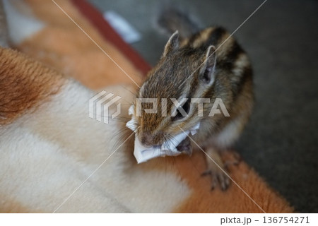 半紙を咥えるシマリス 半紙を咥えるシマリス 136754271