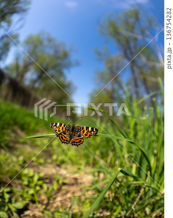 アカマダラ アカマダラ 136754282