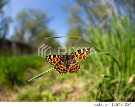 アカマダラ 136754284