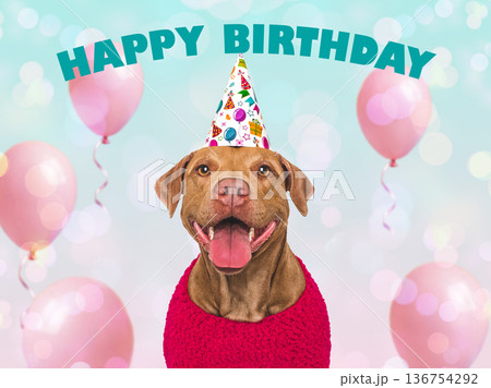 Brown American Pit Bull in party hat Brown American Pit Bull in party hat 136754292