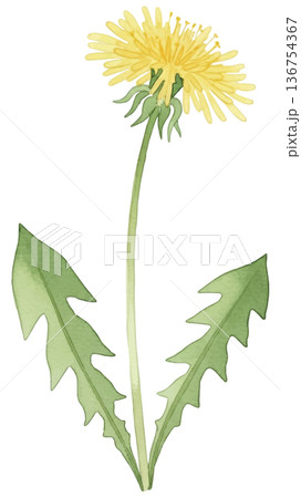 タンポポの水彩風イラスト タンポポの水彩風イラスト 136754367