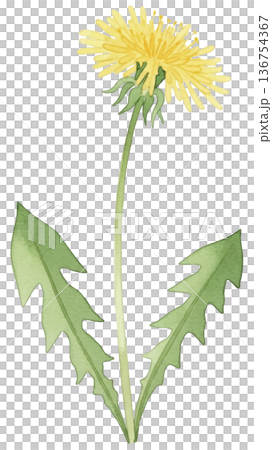 タンポポの水彩風イラスト タンポポの水彩風イラスト 136754367