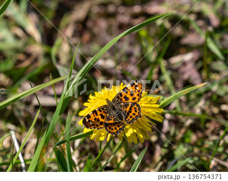 アカマダラ 136754371