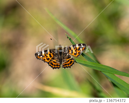 アカマダラ アカマダラ 136754372