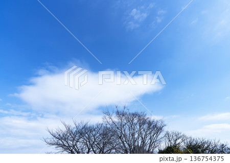 冬空と雲と木立 136754375
