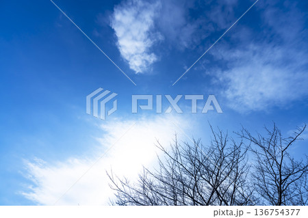 冬空と雲と木立 136754377