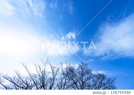 冬空と雲と木立 冬空と雲と木立 136754380