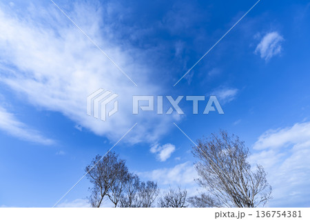 冬空と雲と木立 冬空と雲と木立 136754381