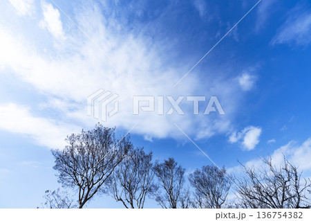 冬空と雲と木立 冬空と雲と木立 136754382