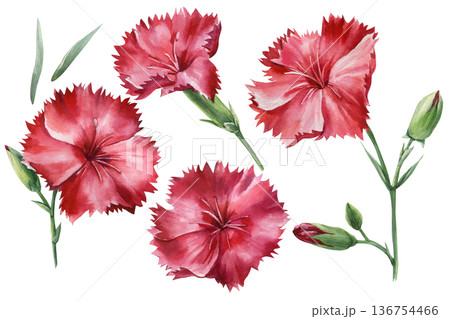 Red carnation flower watercolor elements with buds and leaves simple botanical clipart isolated on white for spring crafts 136754466