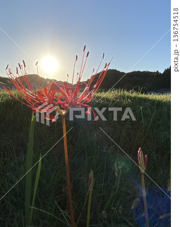 夕日に向かって両手を広げる曼珠沙華 136754518