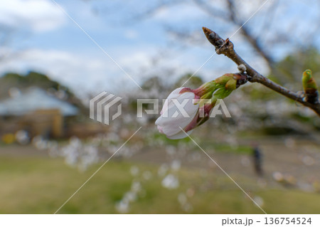 春の訪れを待つ桜の蕾 春の訪れを待つ桜の蕾 136754524