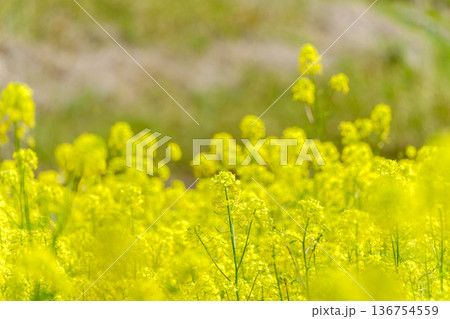 明るい陽光に照らされて咲く菜の花畑 136754559