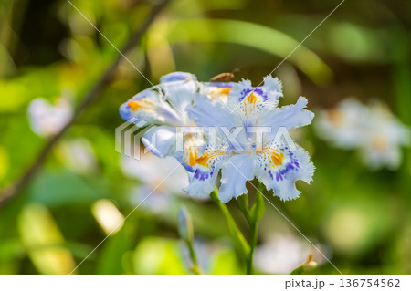 木漏れ日の中で美しく咲くシャガの花 136754562