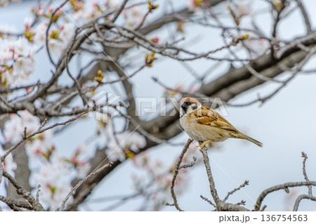 桜の枝にとまり羽を休めるスズメ 136754563