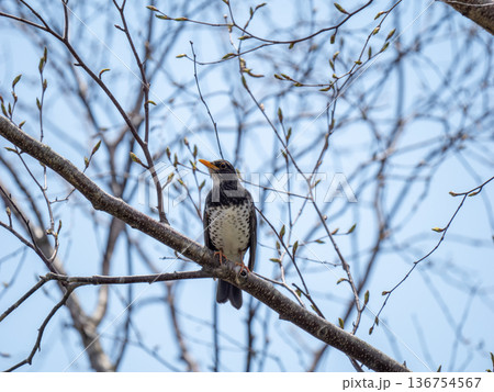 クロツグミ 136754567