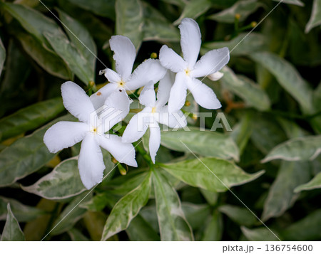 White Jasmine Flowers Blooming on Green Leaves Bush Fragrant Tropical Garden Plant White Jasmine Flowers Blooming on Green Leaves Bush Fragrant Tropical Garden Plant 136754600