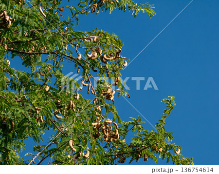 Tamarind Tree with Dense Green Foliage and Brown Seed Pods Against Blue Sky 136754614