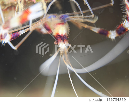 ひげを振るオトヒメエビ ひげを振るオトヒメエビ 136754839