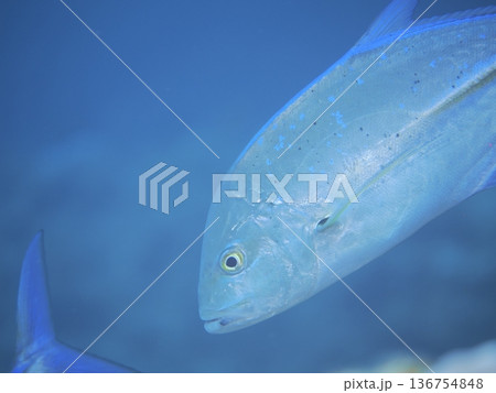 大きな魚 136754848