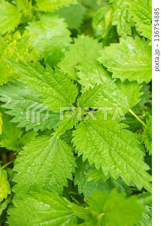 Nettle is dioecious, stinging nettle in the garden. Wild nettle, weed in agriculture, medicinal plant 136754885