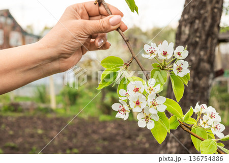 Beautiful pear tree flowers on branch in spring. Close-up of white inflorescences of pear tree. Beautiful pear tree flowers on branch in spring. Close-up of white inflorescences of pear tree. 136754886