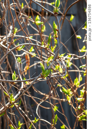Chinese lemongrass. Branches with green young lemongrass leaves in spring. concept of medicinal plants. 136754898