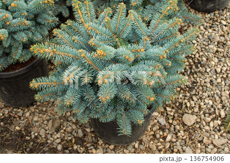 Seedlings of coniferous trees blue spruce in pots in plant nursery ready for planting Seedlings of coniferous trees blue spruce in pots in plant nursery ready for planting 136754906