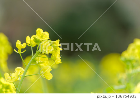 春の光を浴びて咲く菜の花のクローズアップ 136754935