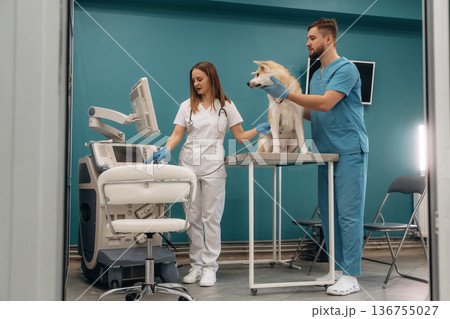 Blue wall, ultrasonic test. Veterinarians are with Akita Inu dog in clinic Blue wall, ultrasonic test. Veterinarians are with Akita Inu dog in clinic 136755027