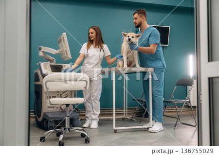 Equipment for ultrasonic testing. Veterinarians are with Akita Inu dog in clinic Equipment for ultrasonic testing. Veterinarians are with Akita Inu dog in clinic 136755029