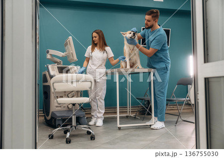 Equipment for ultrasonic testing. Veterinarians are with Akita Inu dog in clinic 136755030