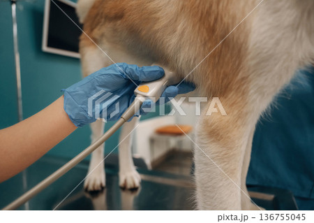 Male veterinarian is with Akita Inu dog in clinic 136755045