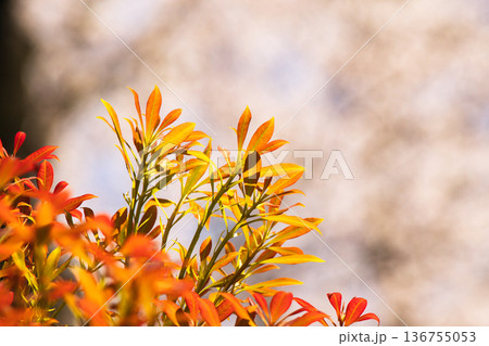 ドウダンツツジの芽吹き 136755053