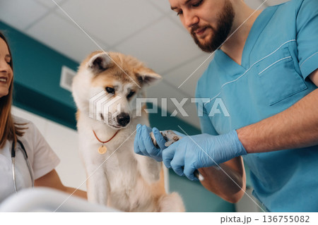 Nails are being cutting. Veterinarians are with Akita Inu dog in clinic Nails are being cutting. Veterinarians are with Akita Inu dog in clinic 136755082
