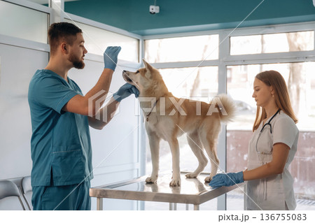 Veterinarians are with Akita Inu dog in clinic Veterinarians are with Akita Inu dog in clinic 136755083