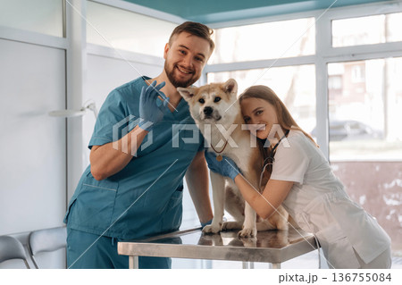 Friendly facial expression, smiling. Veterinarians are with Akita Inu dog in clinic Friendly facial expression, smiling. Veterinarians are with Akita Inu dog in clinic 136755084
