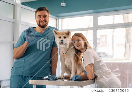 Medical help conception. Veterinarians are with Akita Inu dog in clinic 136755086