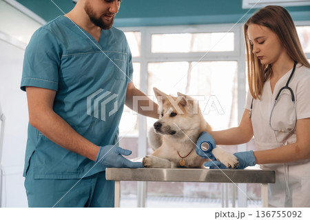 Medical help conception. Veterinarians are with Akita Inu dog in clinic 136755092