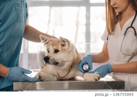 Medical help conception. Veterinarians are with Akita Inu dog in clinic Medical help conception. Veterinarians are with Akita Inu dog in clinic 136755093