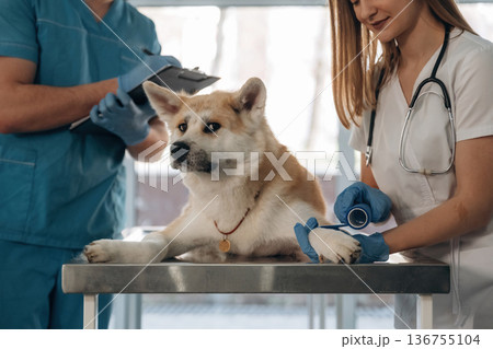 Man and woman, animal is on the table. Veterinarians are with Akita Inu dog in clinic 136755104