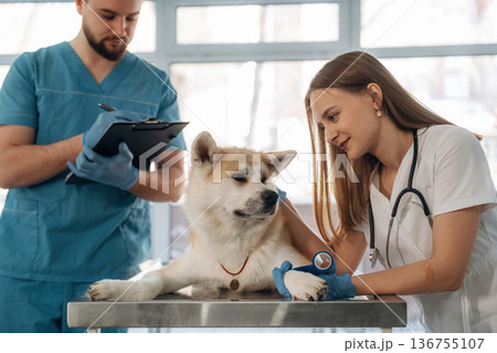 Checkup session. Veterinarians are with Akita Inu dog in clinic Checkup session. Veterinarians are with Akita Inu dog in clinic 136755107