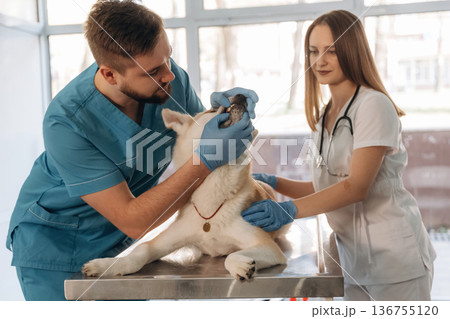The teeth check. Veterinarians are with Akita Inu dog in clinic The teeth check. Veterinarians are with Akita Inu dog in clinic 136755120