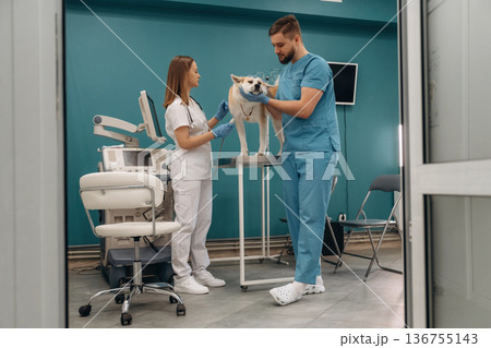 Ultrasound examination. Veterinarians are with Akita Inu dog in clinic 136755143