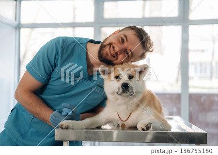 Against window, on the table. Male veterinarian is with Akita Inu dog in clinic Against window, on the table. Male veterinarian is with Akita Inu dog in clinic 136755180